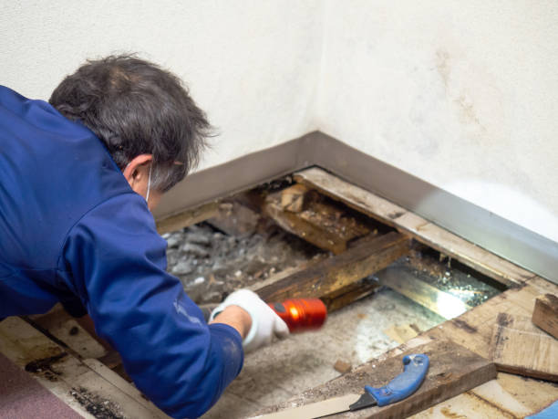 Reliable Yorkshire, VA Mold Remediation Solutions