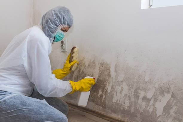 Best Mold Testing and Inspection Services in Yorkshire, VA