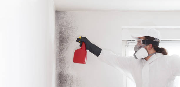 Best Industrial Mold Remediation in Yorkshire, VA