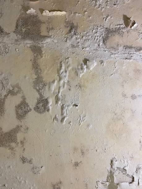 Best Emergency Mold Remediation in Yorkshire, VA