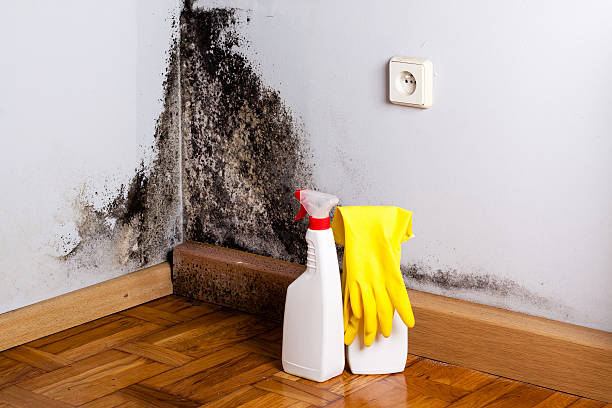 Best Kitchen Mold Remediation in Yorkshire, VA