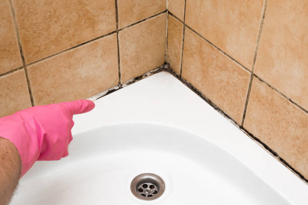 Best Commercial Mold Remediation in Yorkshire, VA